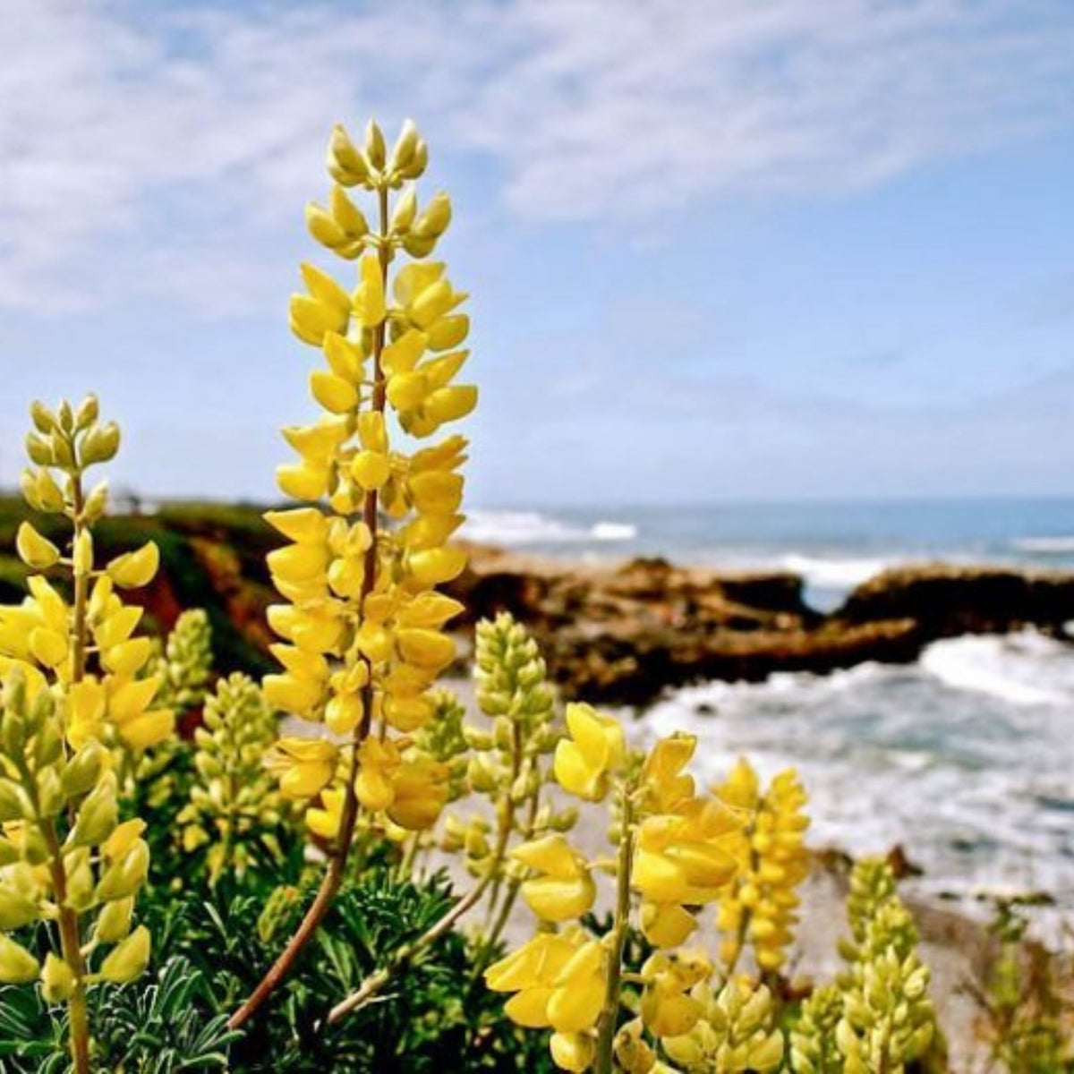 Lupinus Arboreus (Tree Lupine) Seeds