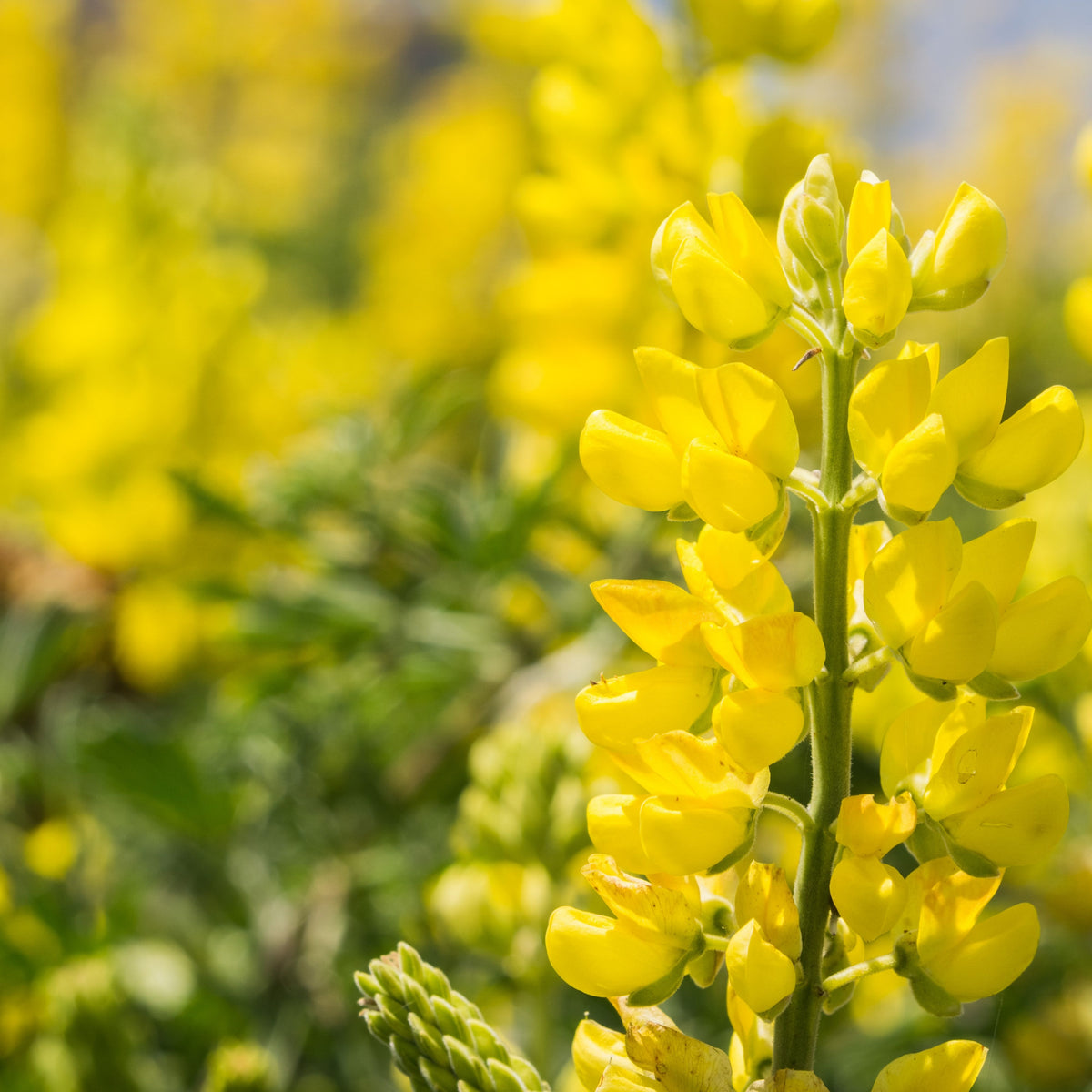 Lupinus Arboreus (Tree Lupine) Seeds