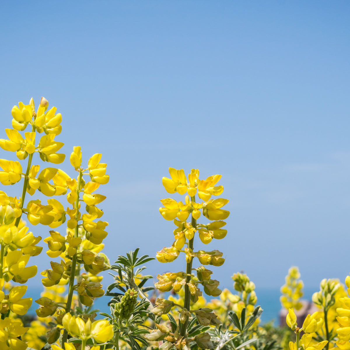 Lupinus Arboreus (Tree Lupine) Seeds, Bluebonnet