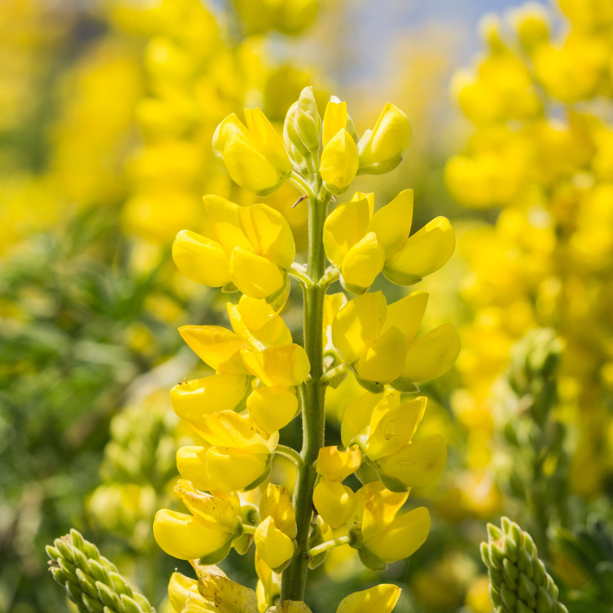 Lupinus Arboreus (Tree Lupine) Seeds