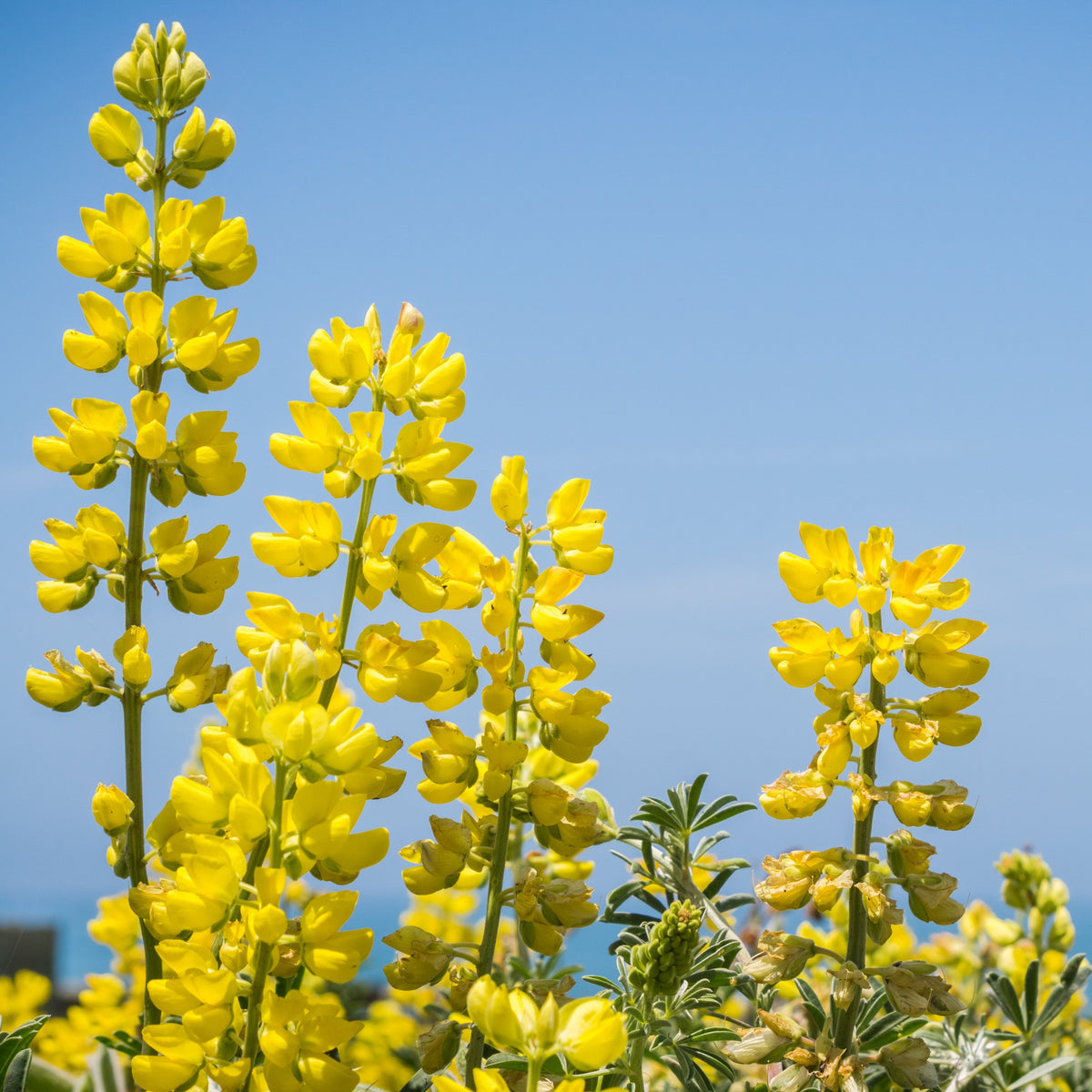 Lupinus Arboreus (Tree Lupine) Seeds, Bluebonnet