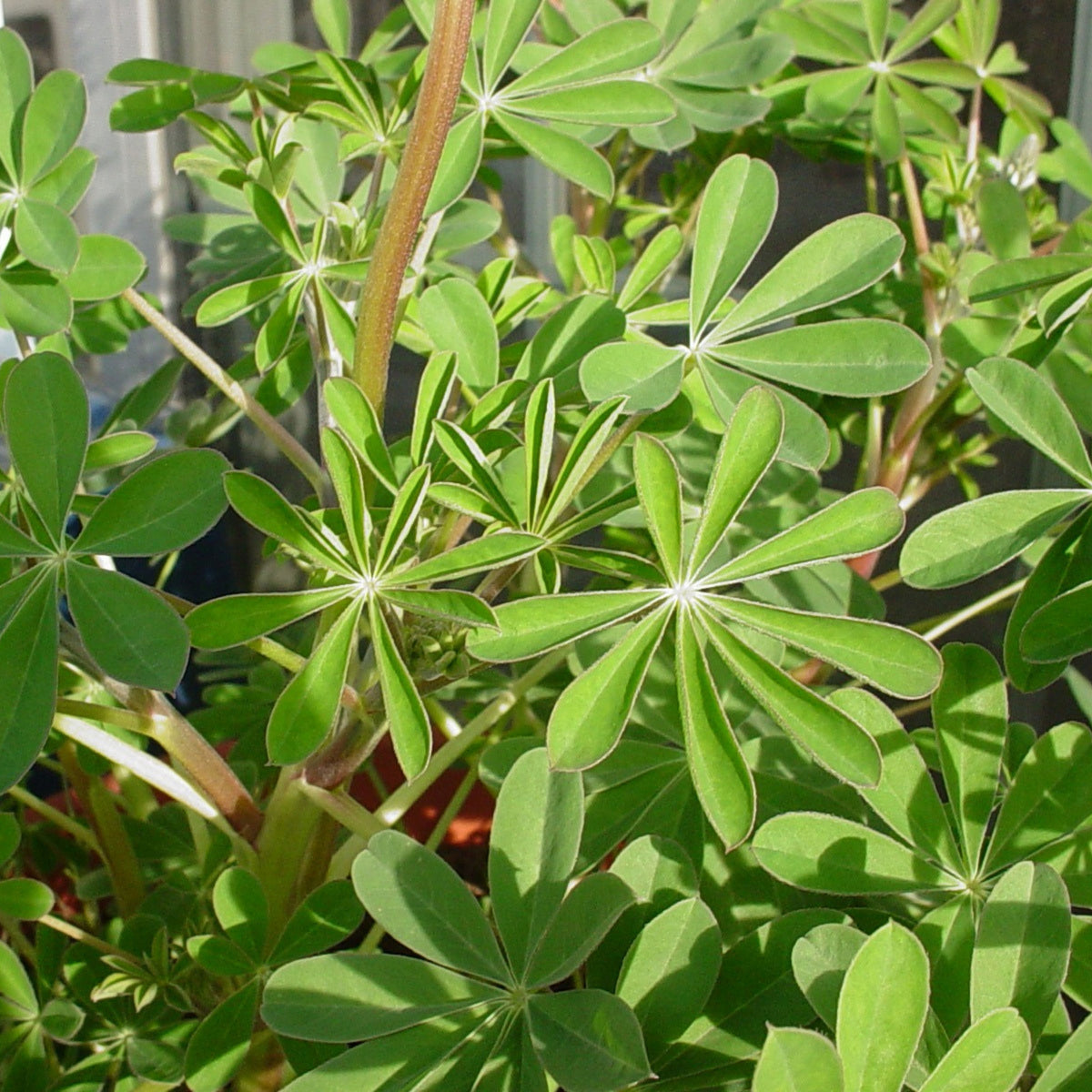 Gallery White Lupinus (Lupine) Seeds, Bluebonnet