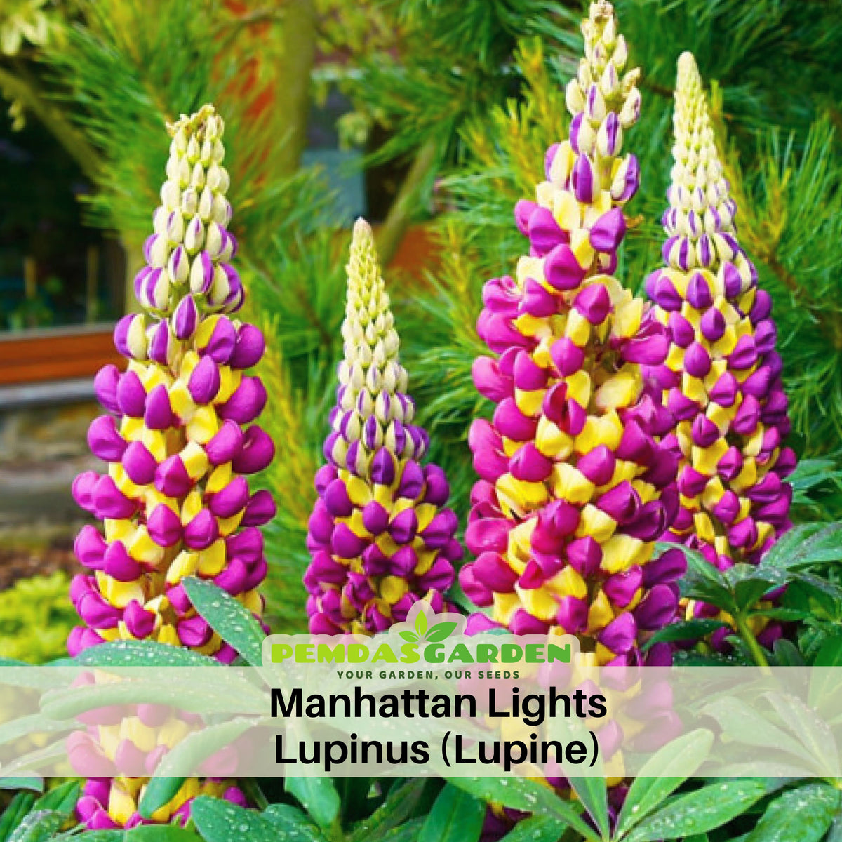 Manhattan Lights Lupinus (Lupine) Seeds