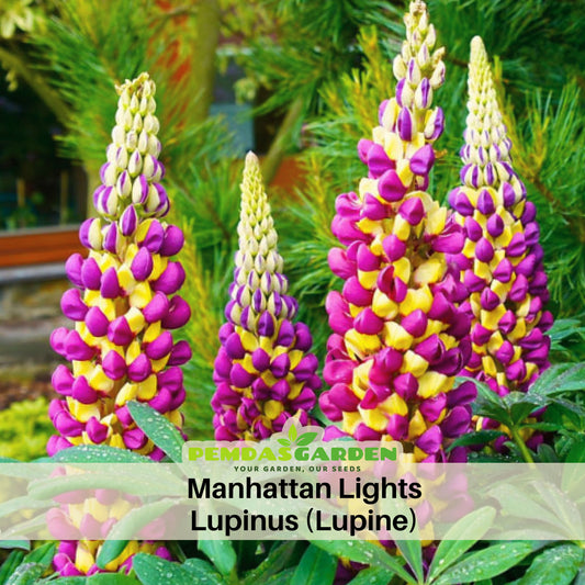 Manhattan Lights Lupinus (Lupine) Seeds