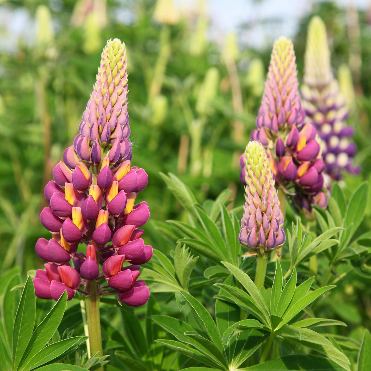 Manhattan Lights Lupinus (Lupine) Seeds