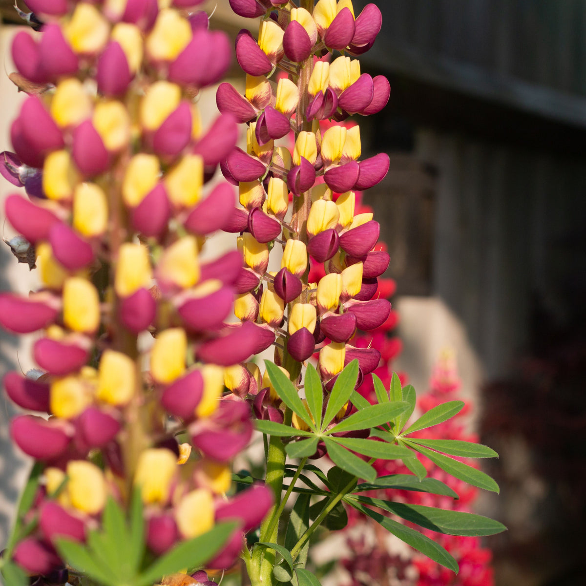 Manhattan Lights Lupinus (Lupine) Seeds