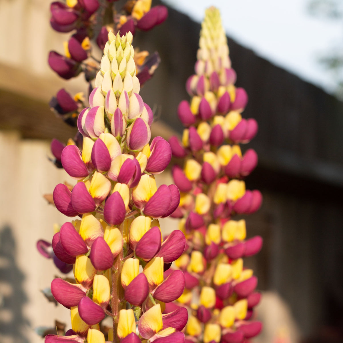 Manhattan Lights Lupinus (Lupine) Seeds