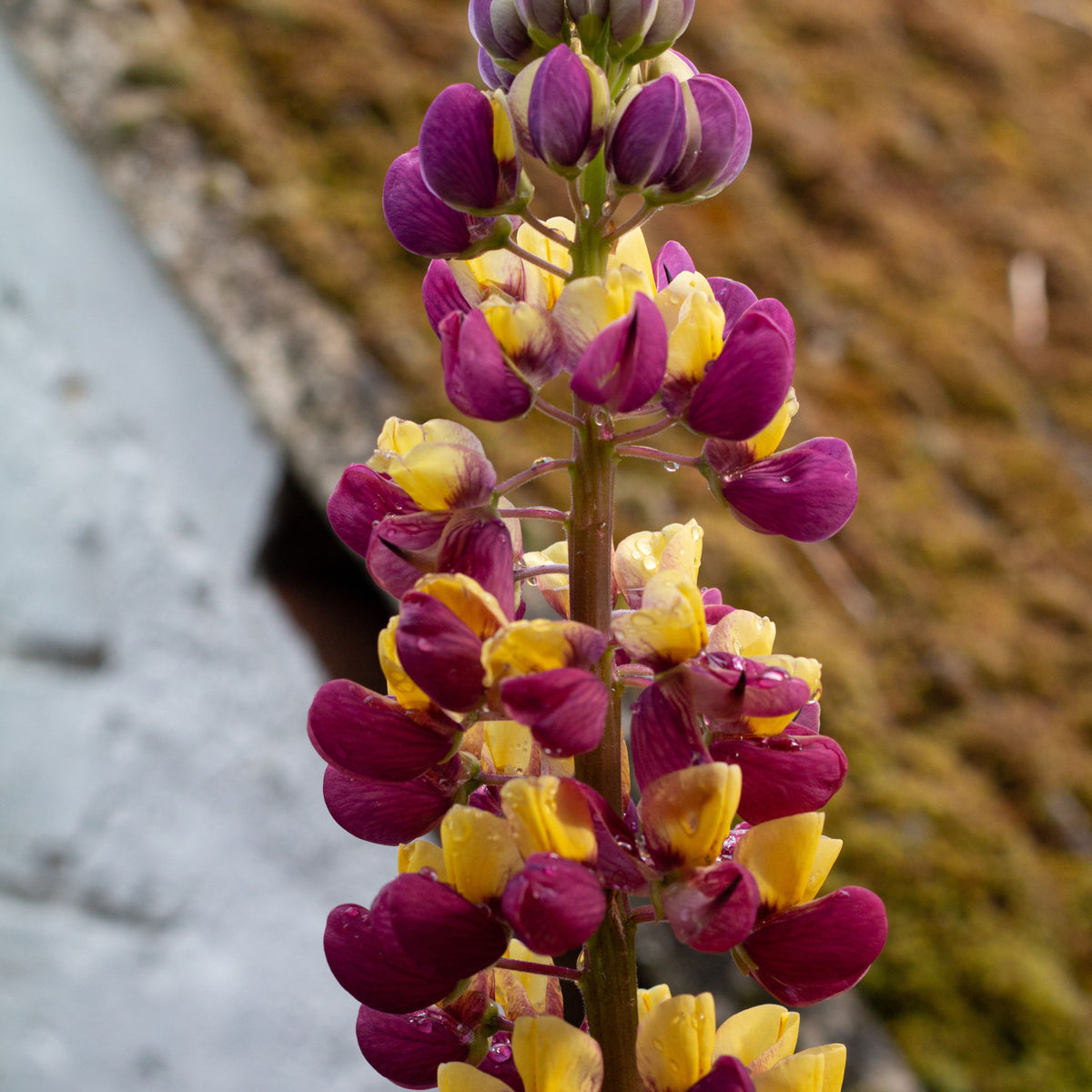 Manhattan Lights Lupinus (Lupine) Seeds