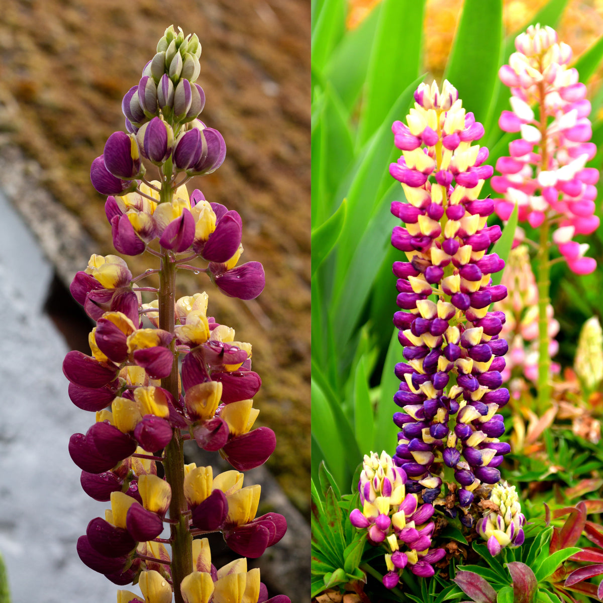 Manhattan Lights Lupinus (Lupine) Seeds