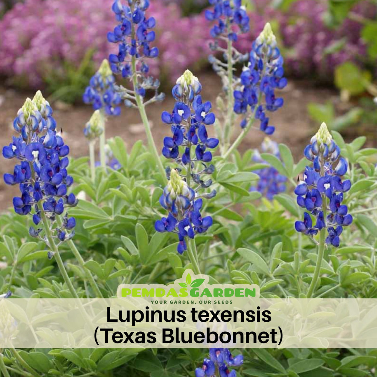 Lupinus Texensis (Texas Bluebonnet) Seeds - Lupine Seeds