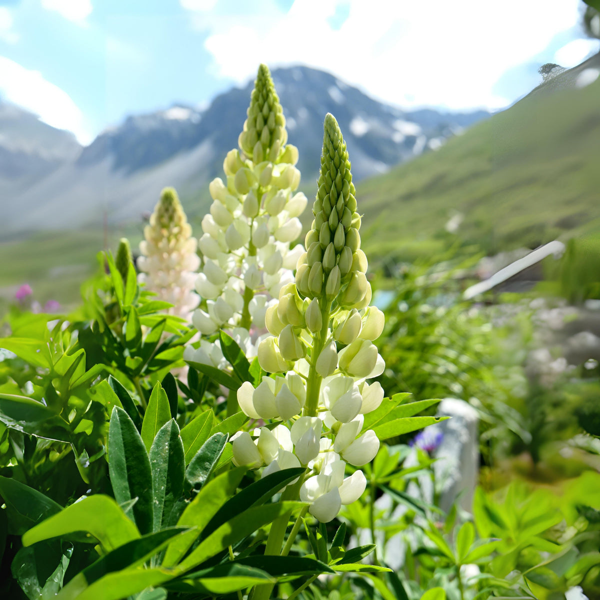 Gallery White Lupinus (Lupine) Seeds