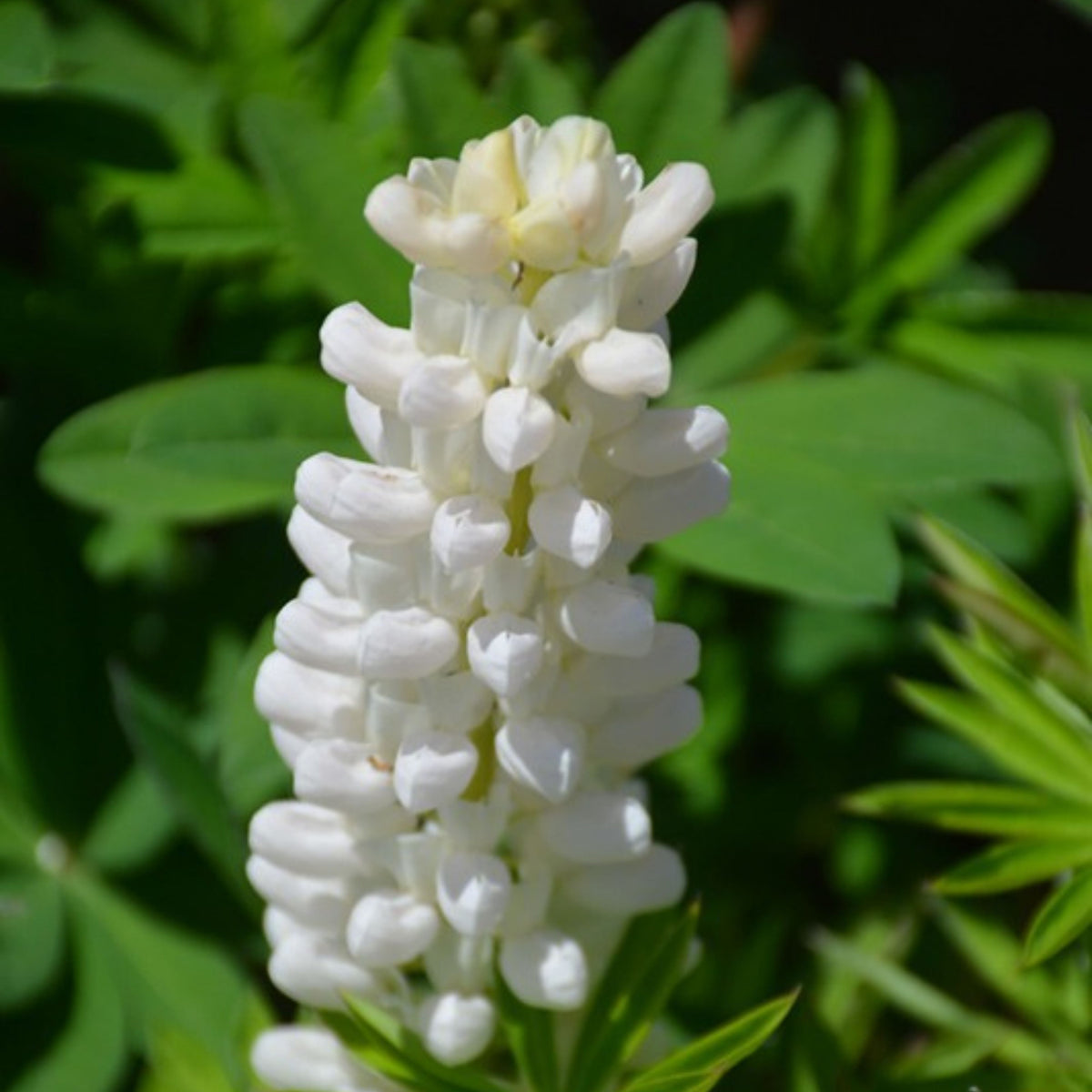 Gallery White Lupinus (Lupine) Seeds