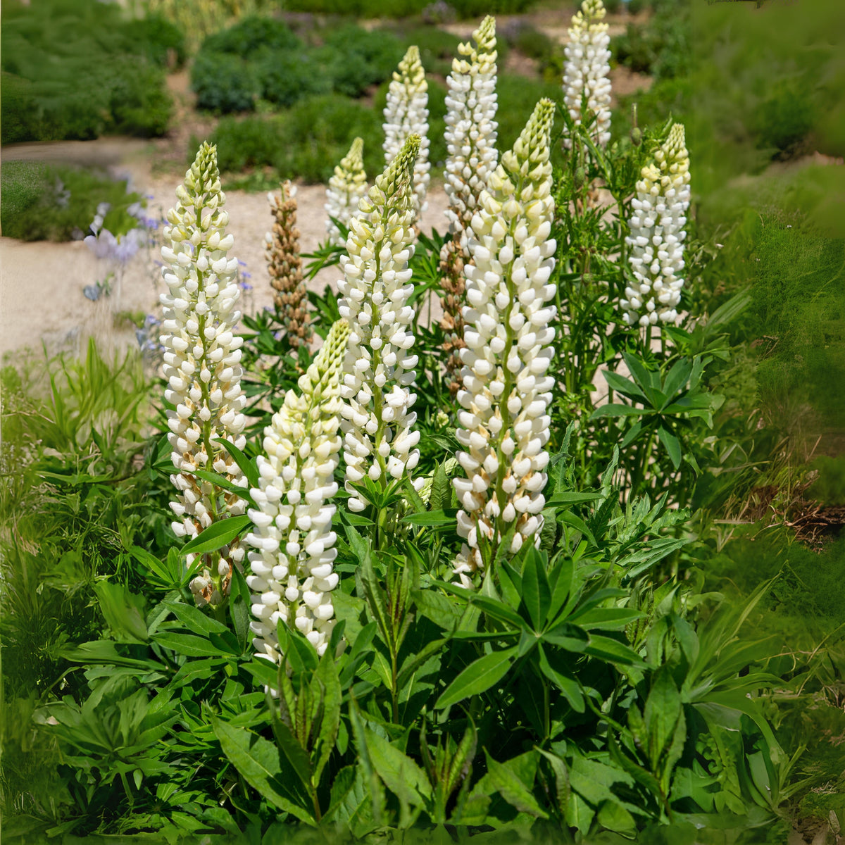 Gallery White Lupinus (Lupine) Seeds