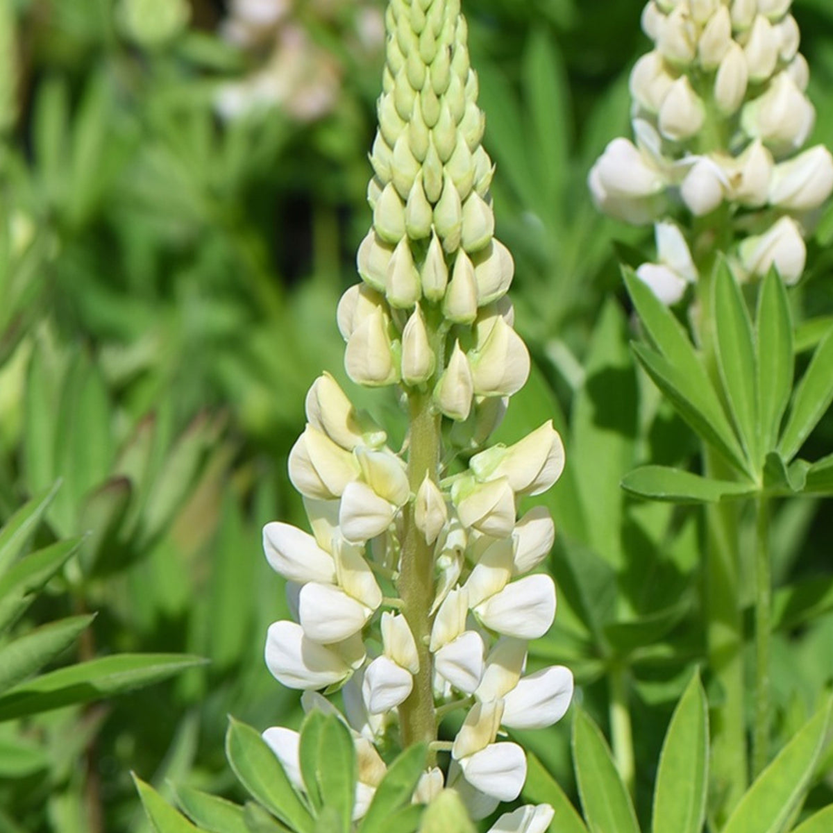 Gallery White Lupinus (Lupine) Seeds
