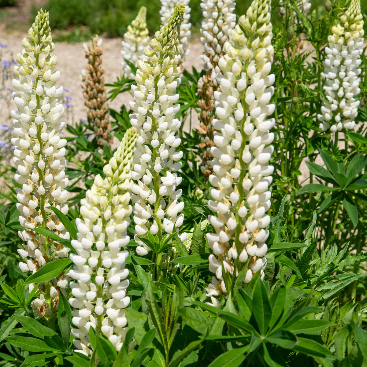 Gallery White Lupinus (Lupine) Seeds
