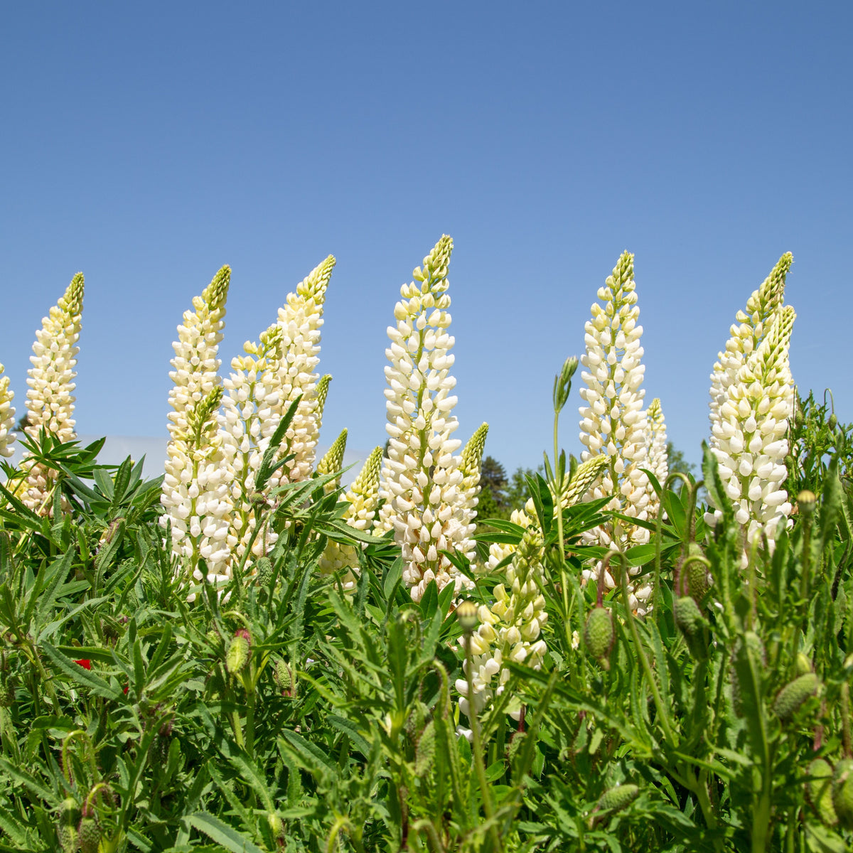 Gallery White Lupinus (Lupine) Seeds