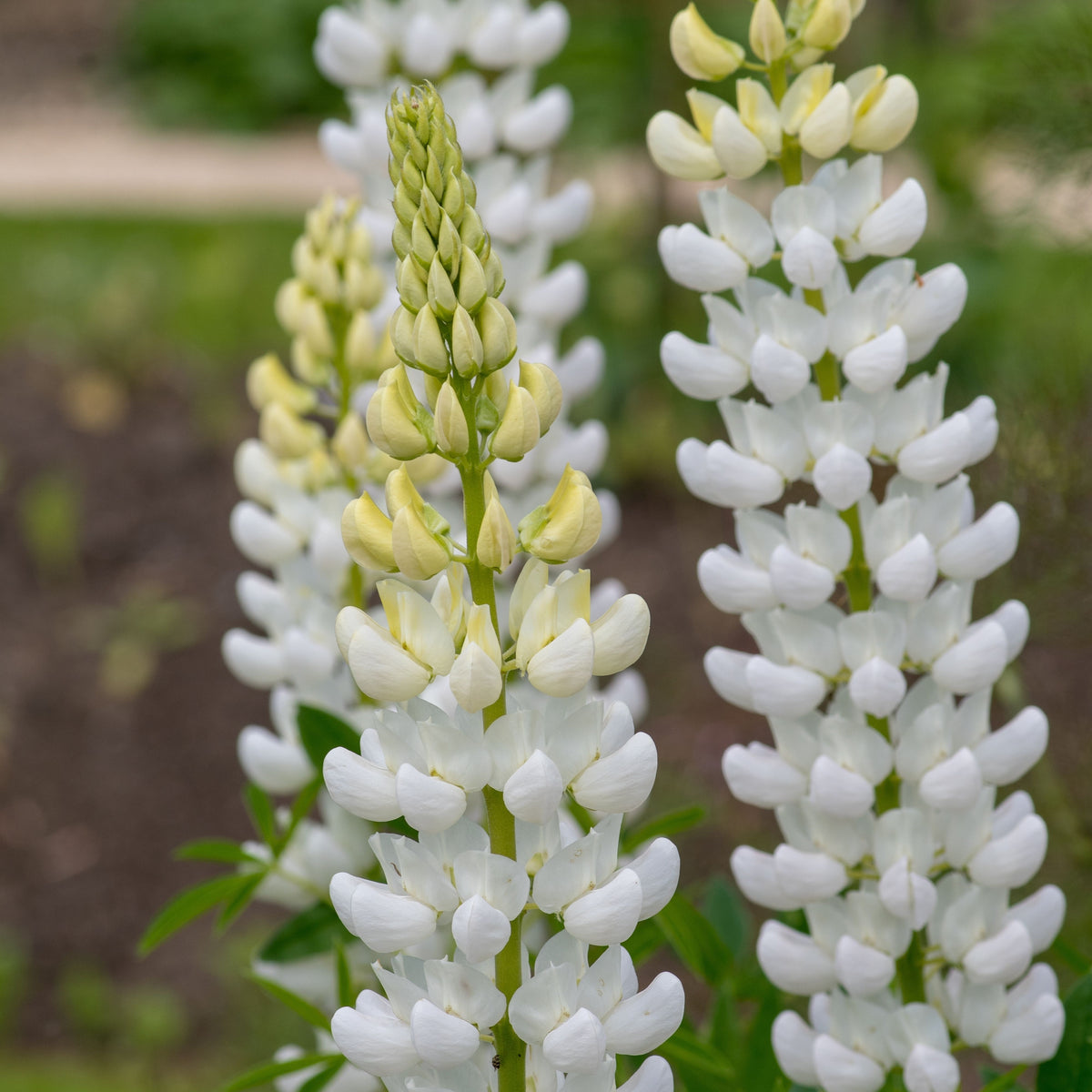 Gallery White Lupinus (Lupine) Seeds, Bluebonnet