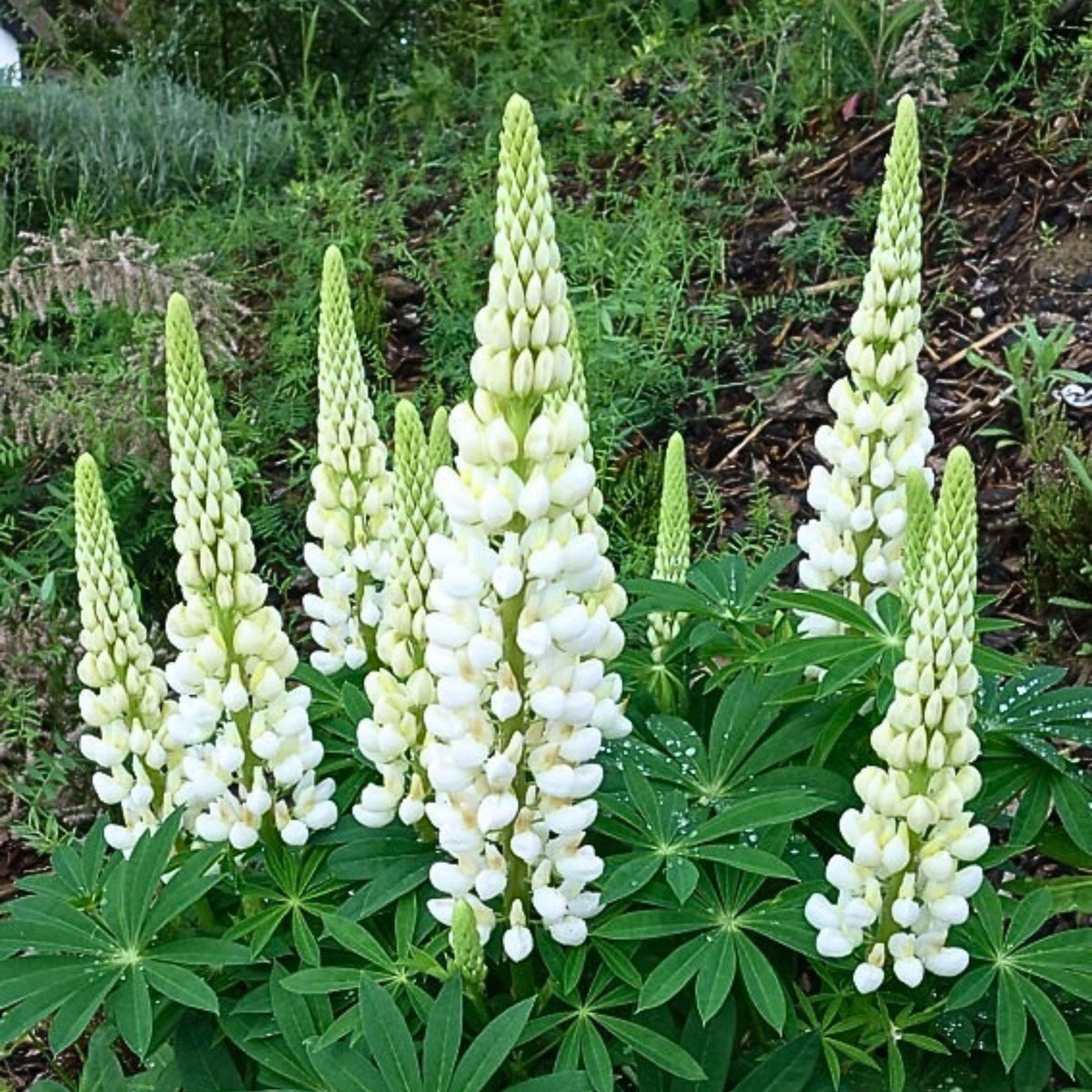 Gallery White Lupinus (Lupine) Seeds