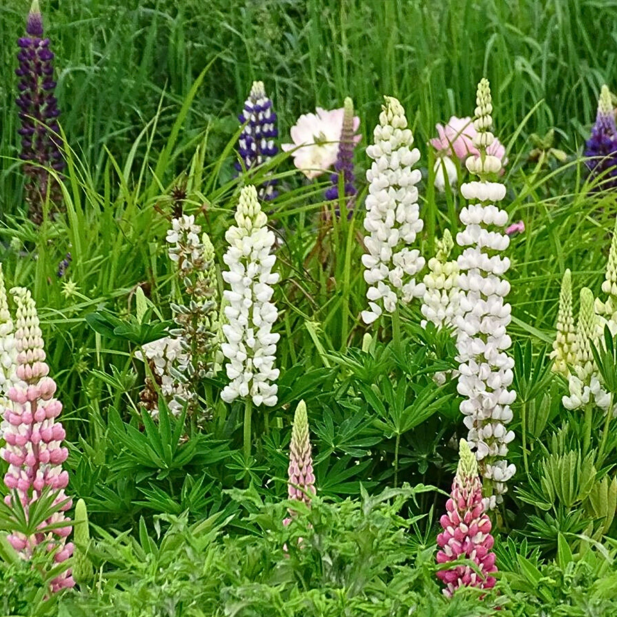 Gallery White Lupinus (Lupine) Seeds