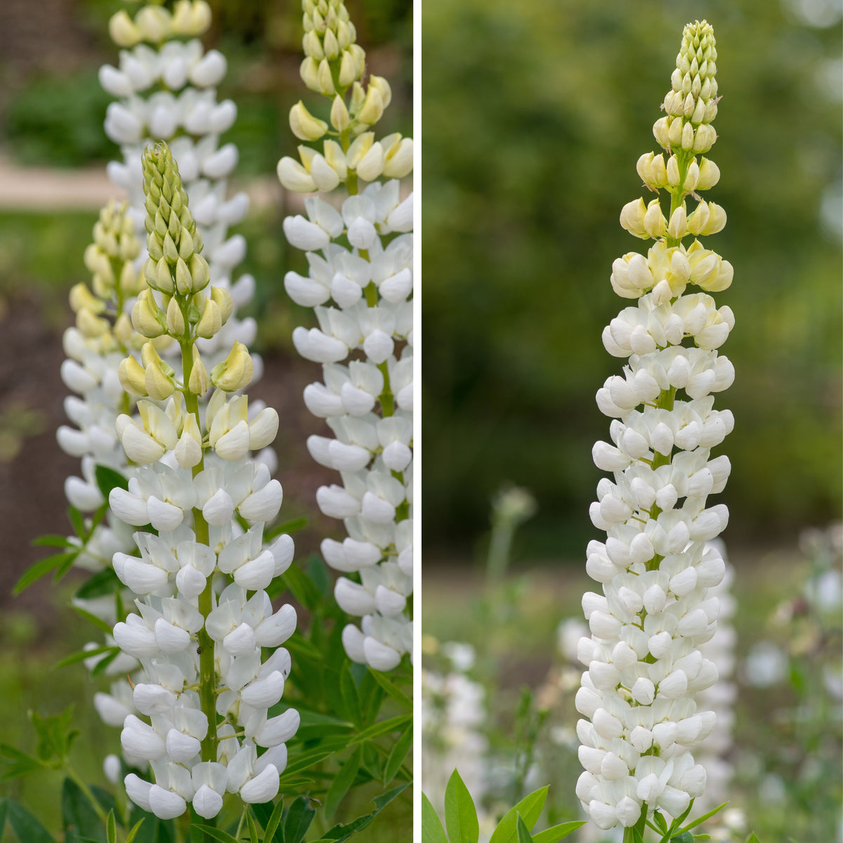 Gallery White Lupinus (Lupine) Seeds, Bluebonnet
