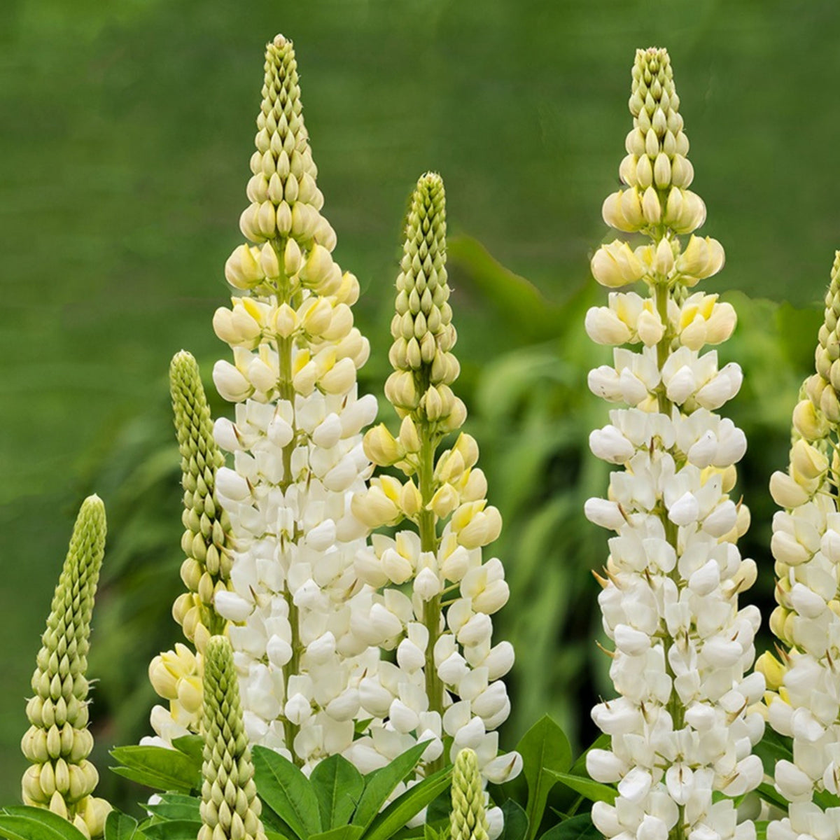 Gallery White Lupinus (Lupine) Seeds