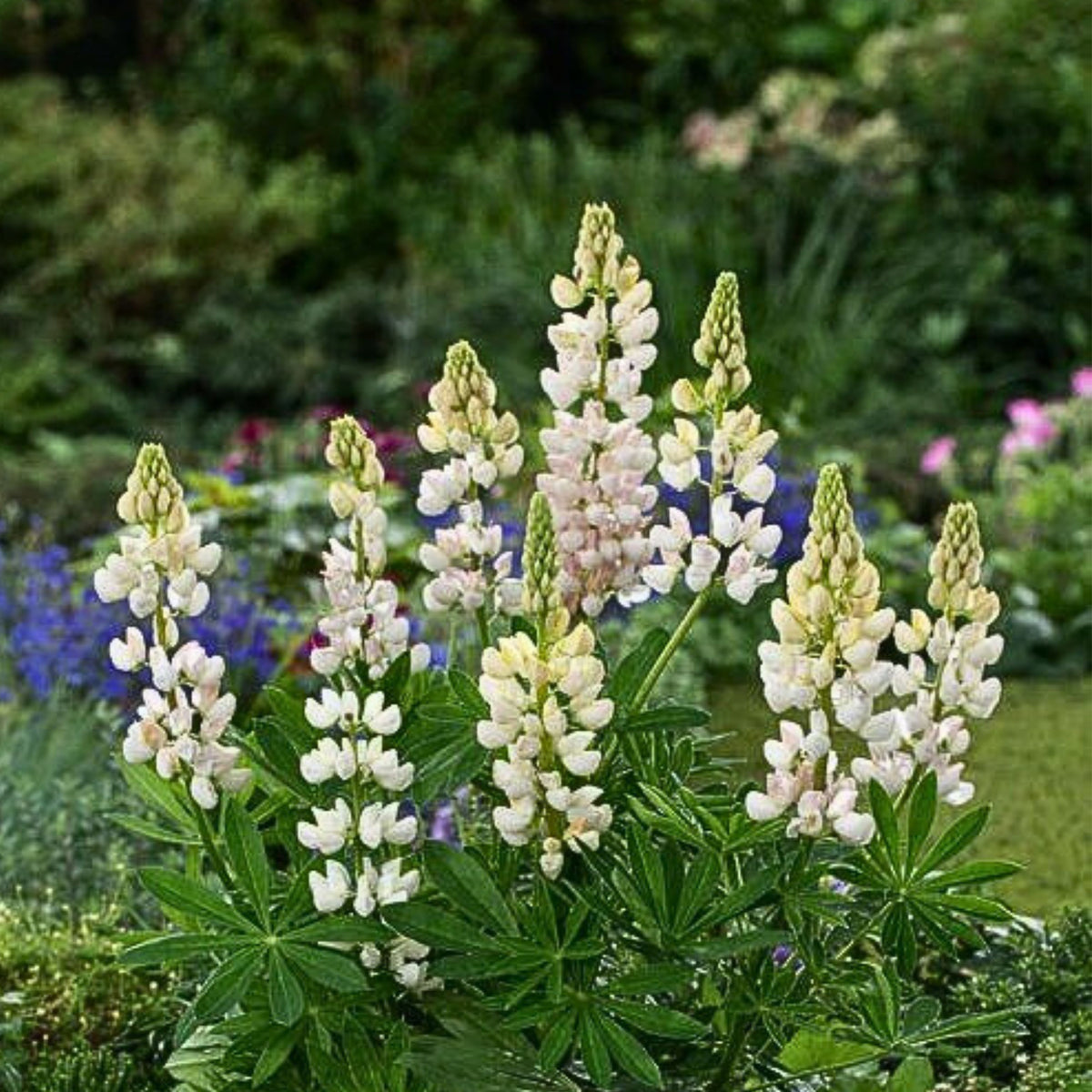 Gallery White Lupinus (Lupine) Seeds