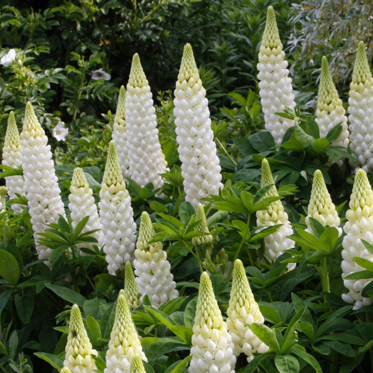 Gallery White Lupinus (Lupine) Seeds