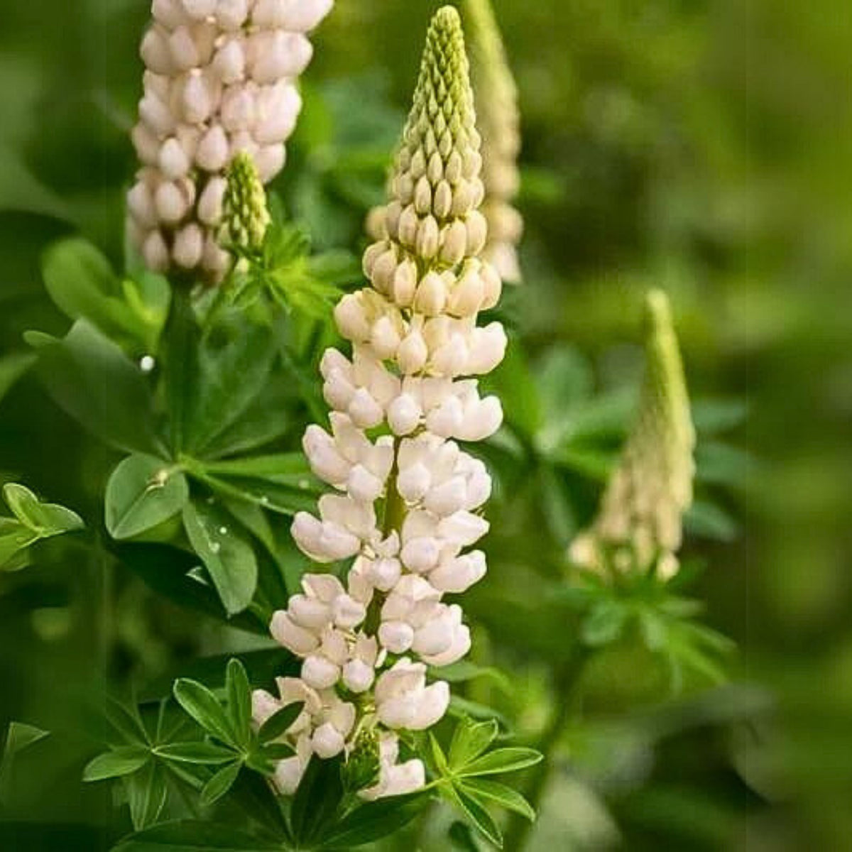 Gallery White Lupinus (Lupine) Seeds