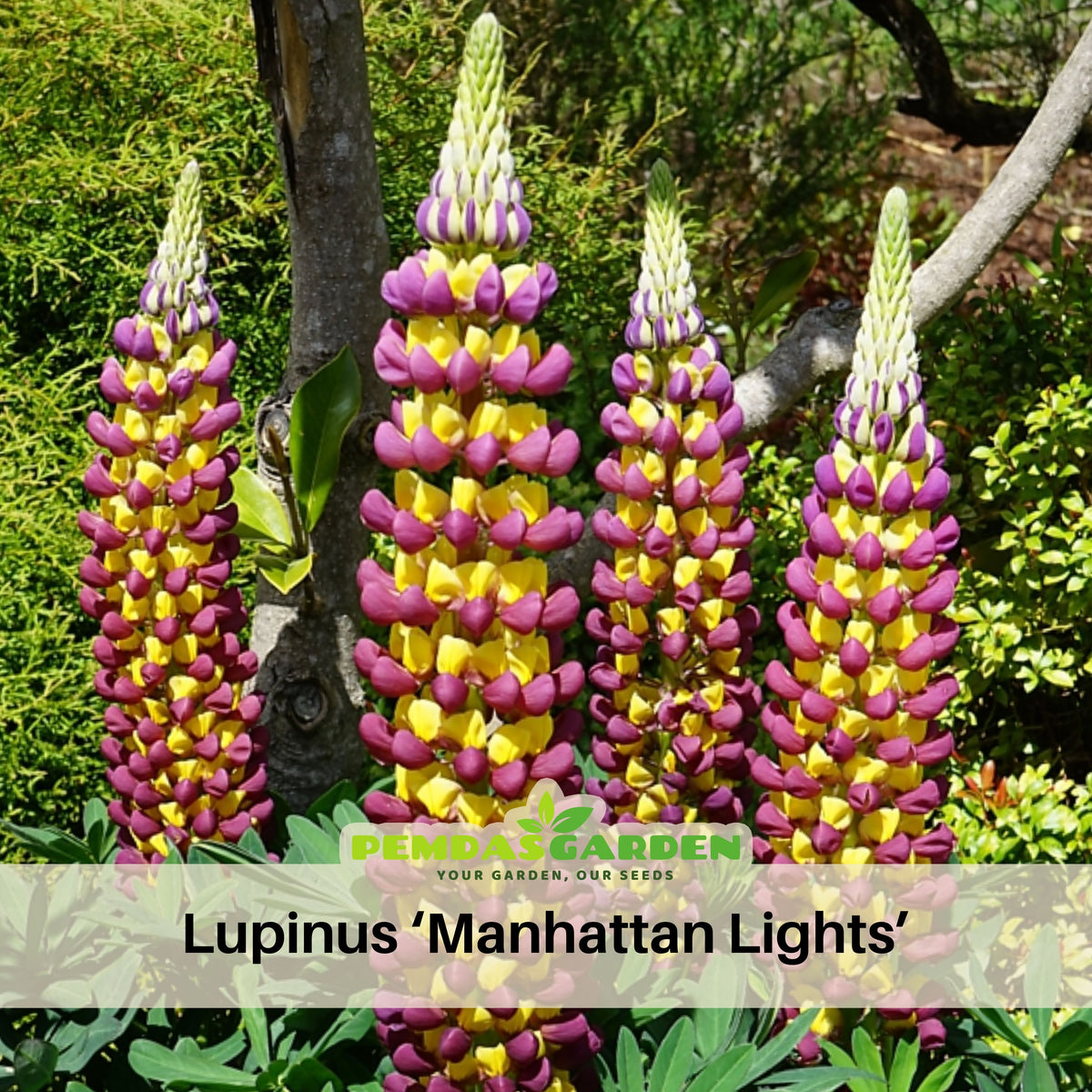 Manhattan Lights Lupine (Lupinus ‘Manhattan Lights’) Seeds