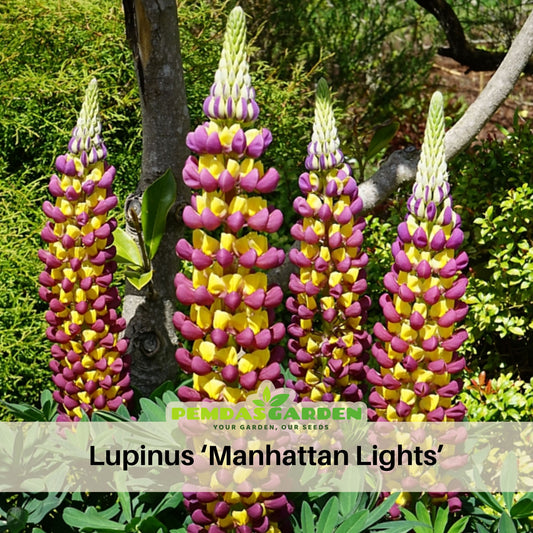 Manhattan Lights Lupine (Lupinus ‘Manhattan Lights’) Seeds