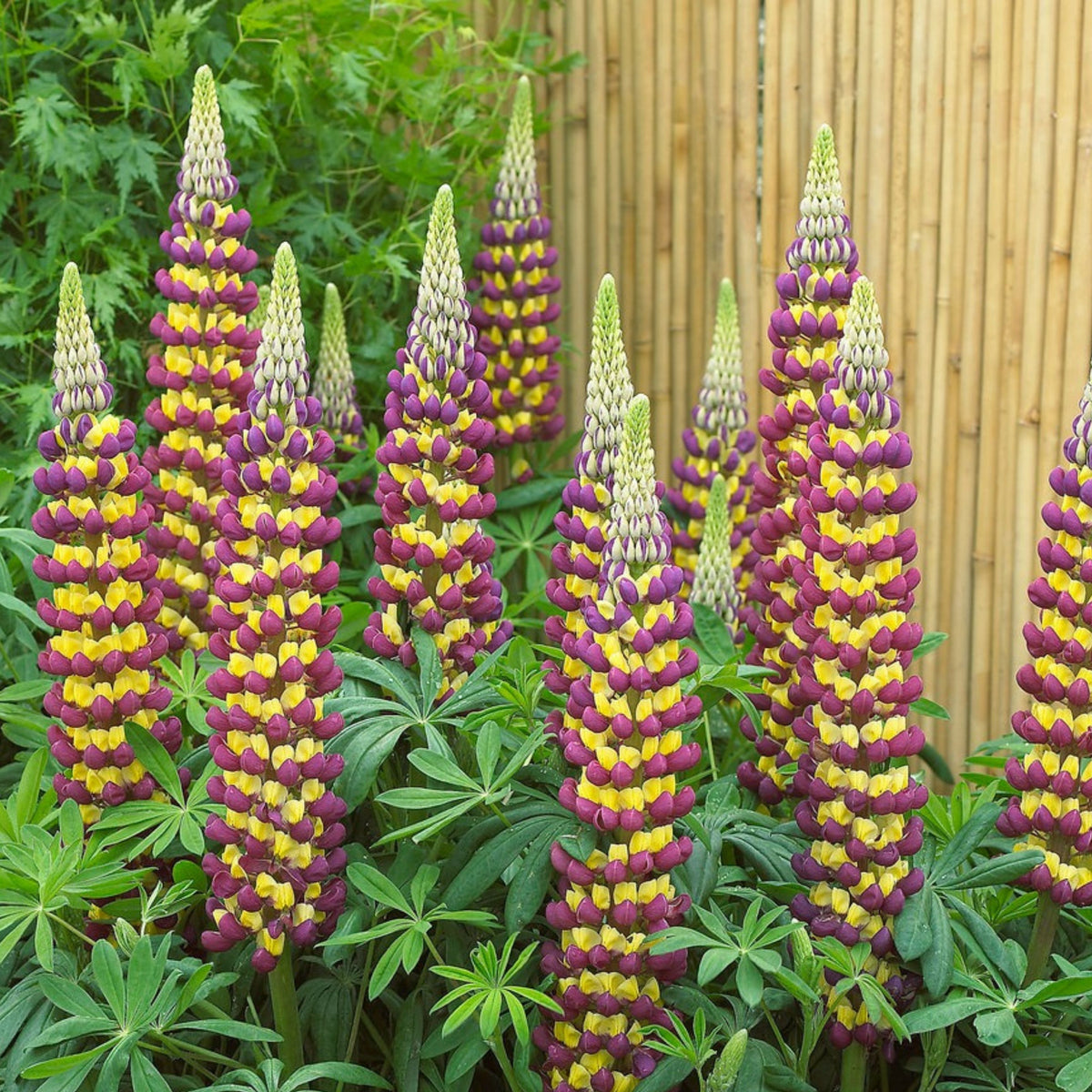 Manhattan Lights Lupine (Lupinus ‘Manhattan Lights’) Seeds