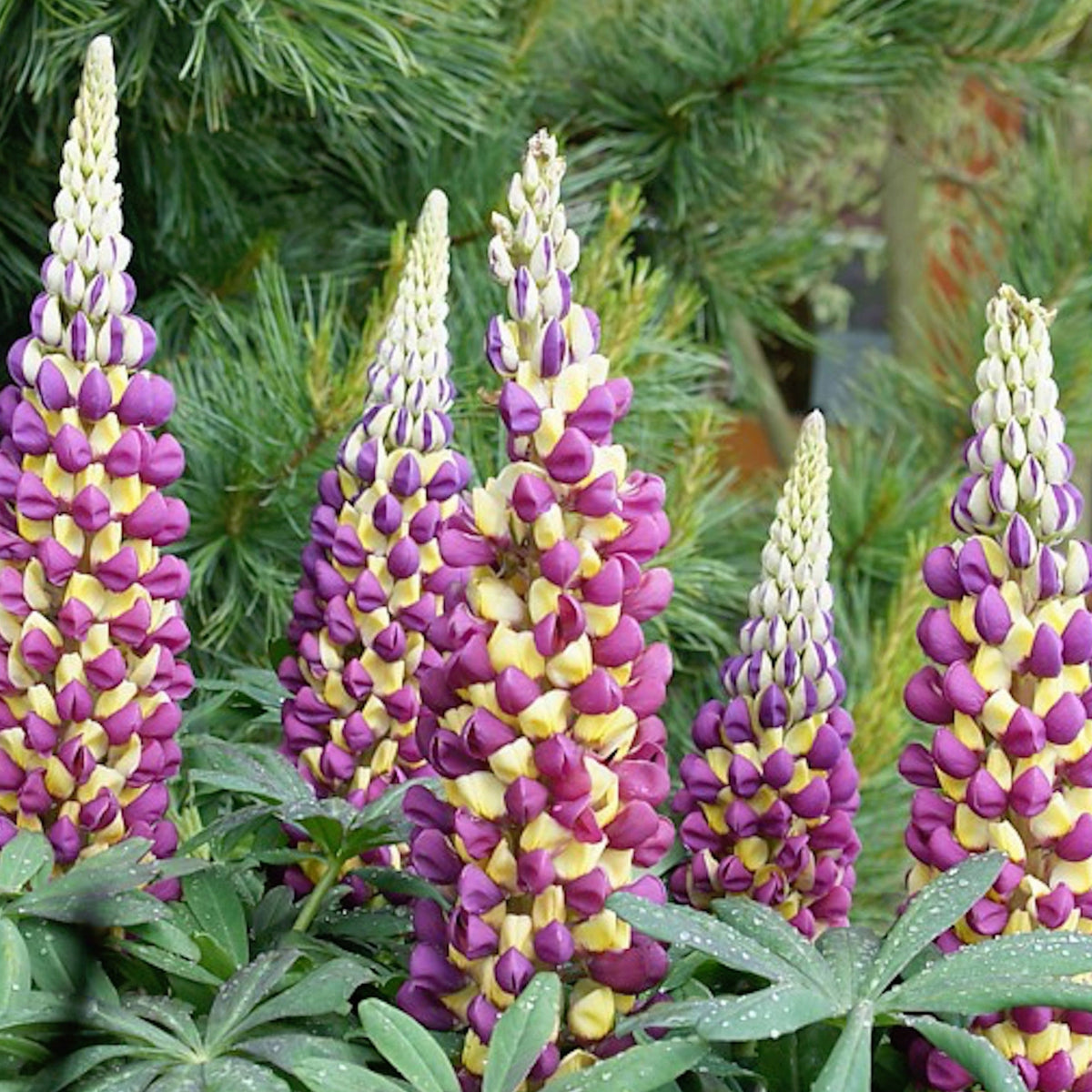 Manhattan Lights Lupine (Lupinus ‘Manhattan Lights’) Seeds