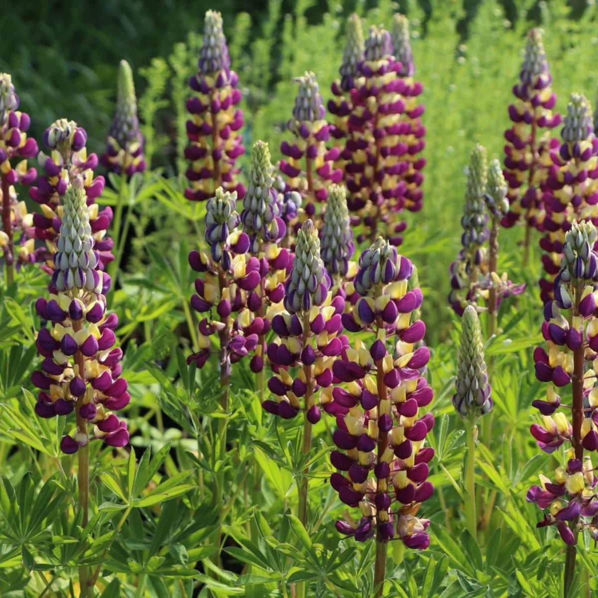 Manhattan Lights Lupine (Lupinus ‘Manhattan Lights’) Seeds
