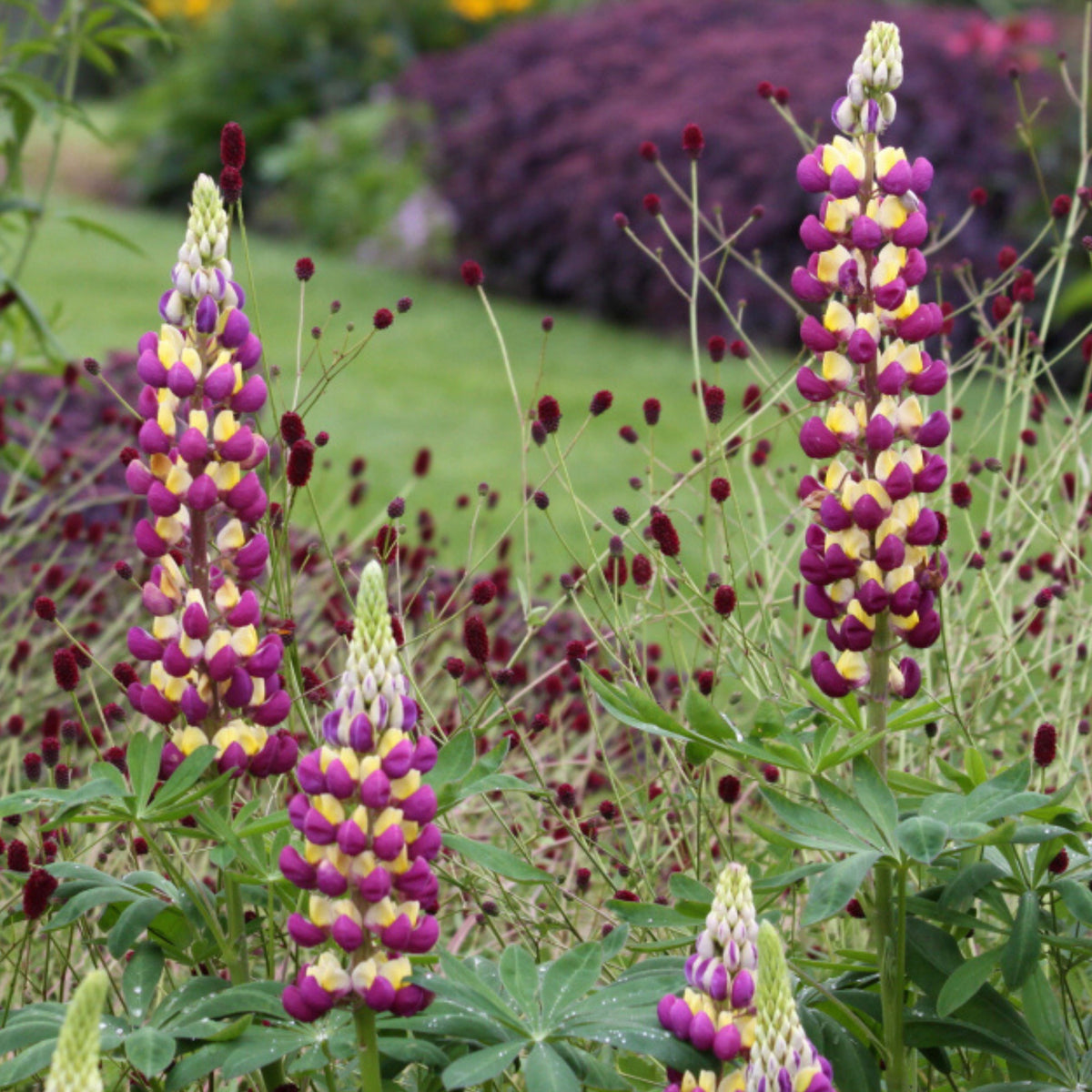 Manhattan Lights Lupine (Lupinus ‘Manhattan Lights’) Seeds