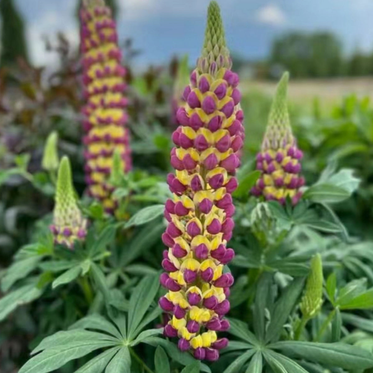 Manhattan Lights Lupine (Lupinus ‘Manhattan Lights’) Seeds