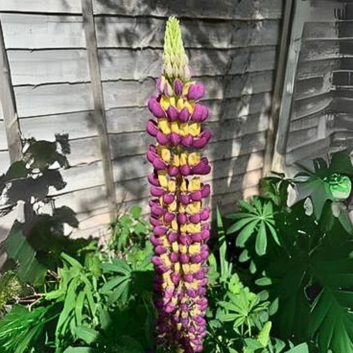 Manhattan Lights Lupine (Lupinus ‘Manhattan Lights’) Seeds
