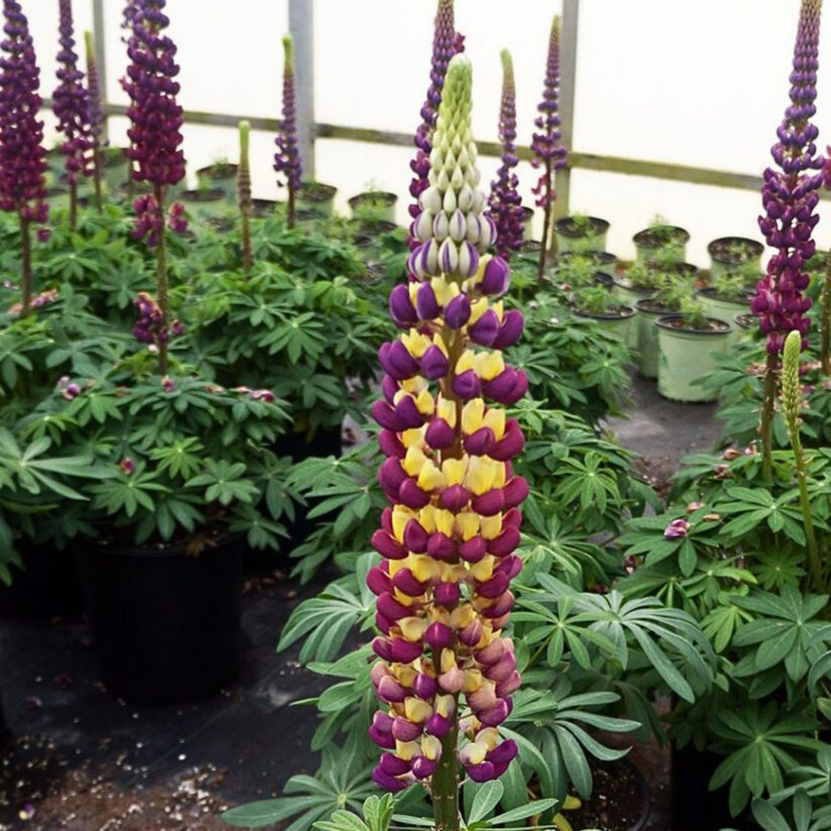Manhattan Lights Lupine (Lupinus ‘Manhattan Lights’) Seeds