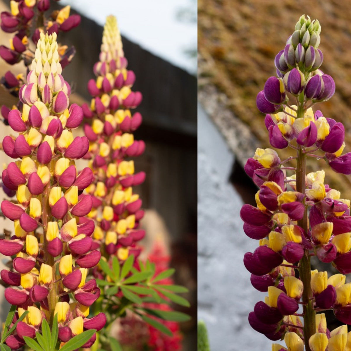 Manhattan Lights Lupine (Lupinus ‘Manhattan Lights’) Seeds