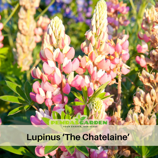 Lupinus ‘The Chatelaine’ (Lupine) Seeds, Bluebonnet