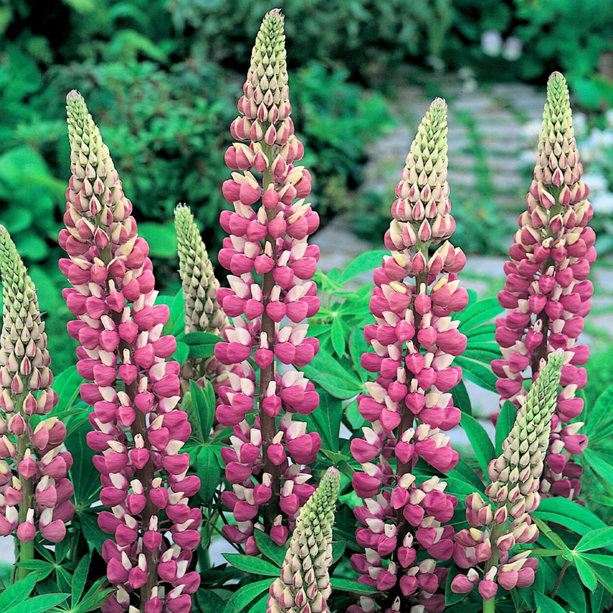 Lupinus ‘The Chatelaine’ (Lupine) Seeds, Bluebonnet