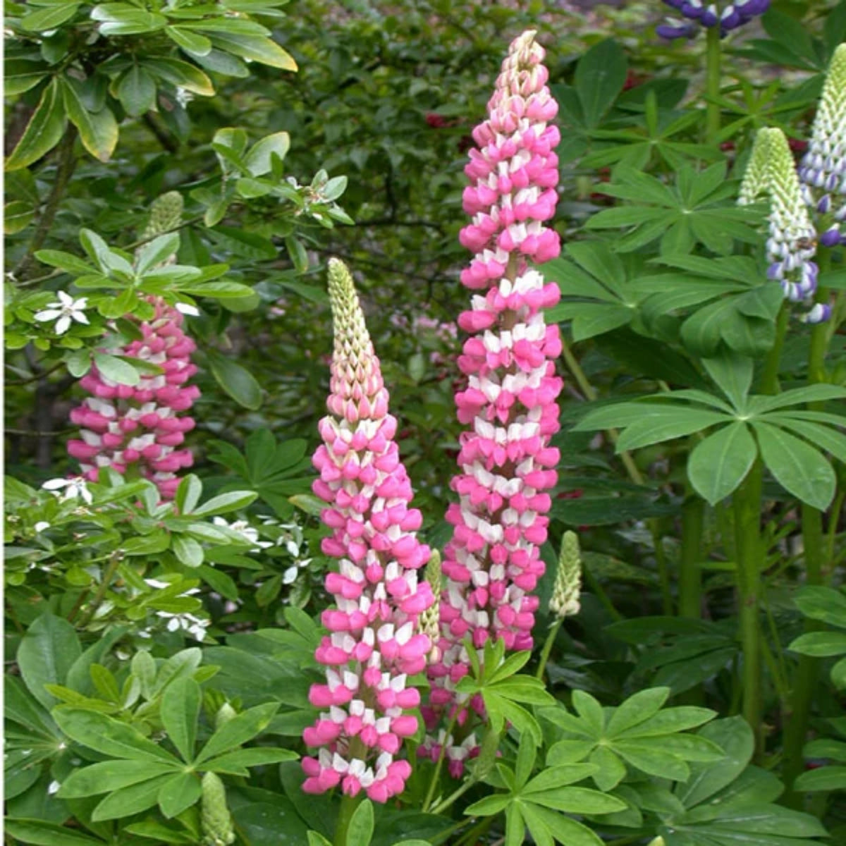 Lupinus ‘The Chatelaine’ (Lupine) Seeds
