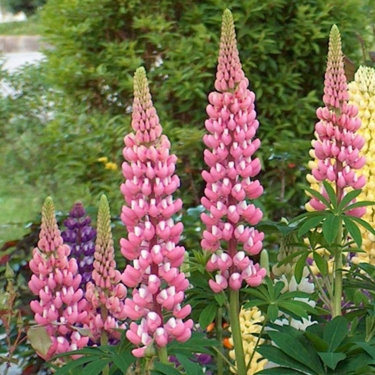 Lupinus ‘The Chatelaine’ (Lupine) Seeds, Bluebonnet