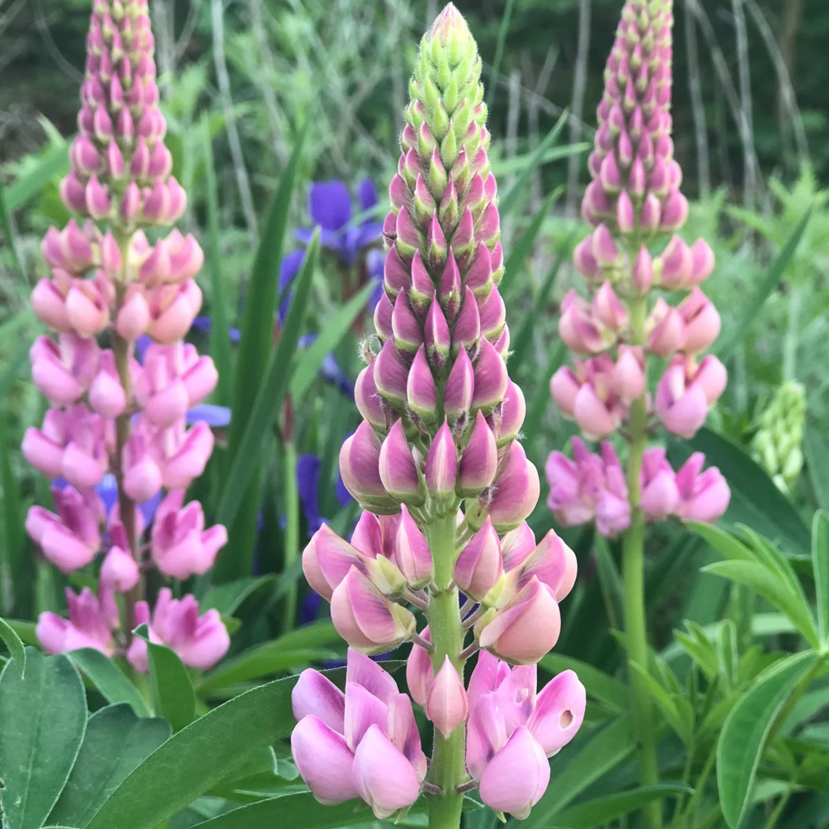 Lupinus ‘The Chatelaine’ (Lupine) Seeds, Bluebonnet