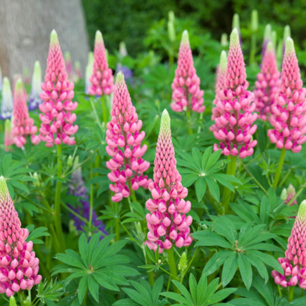 Lupinus ‘The Chatelaine’ (Lupine) Seeds