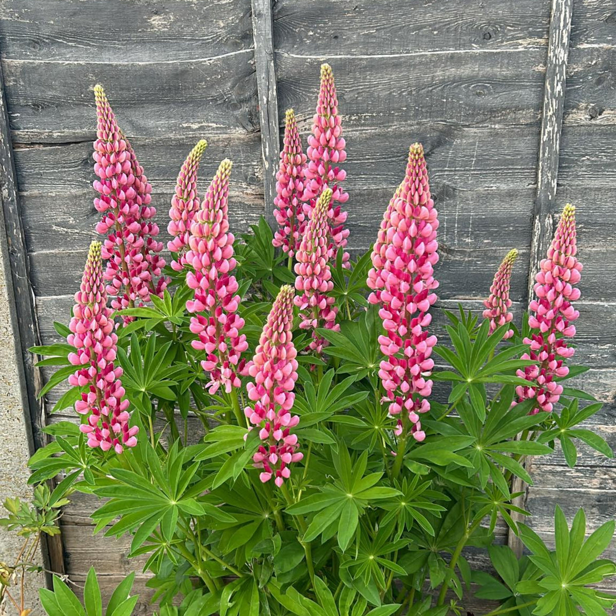 Lupinus ‘The Chatelaine’ (Lupine) Seeds, Bluebonnet