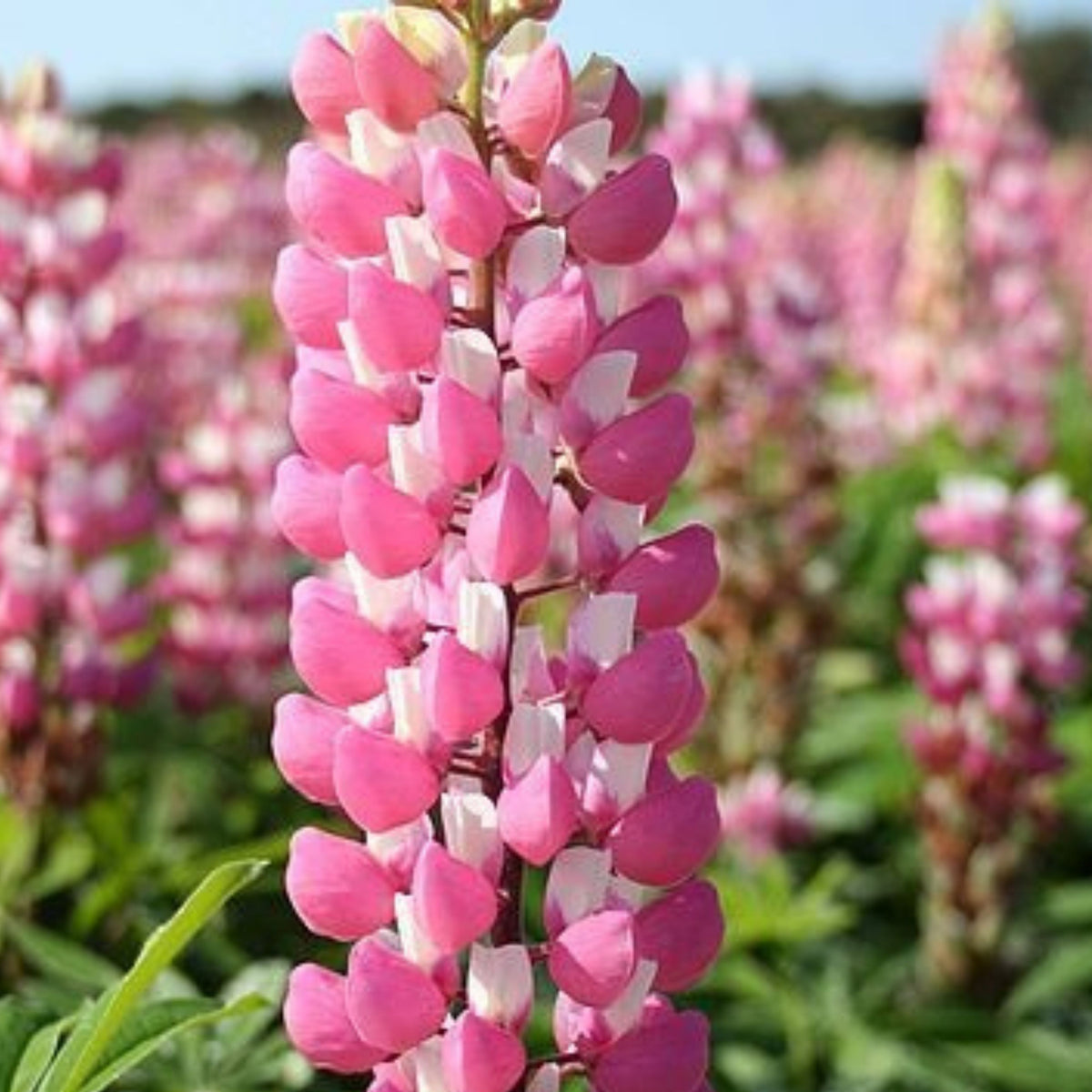 Lupinus ‘The Chatelaine’ (Lupine) Seeds