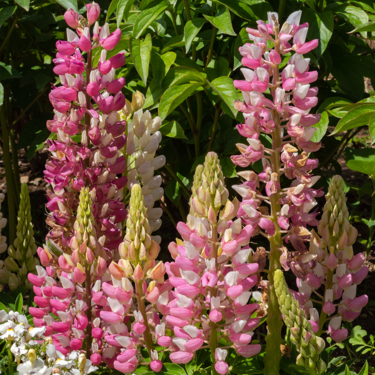 Lupinus ‘The Chatelaine’ (Lupine) Seeds, Bluebonnet