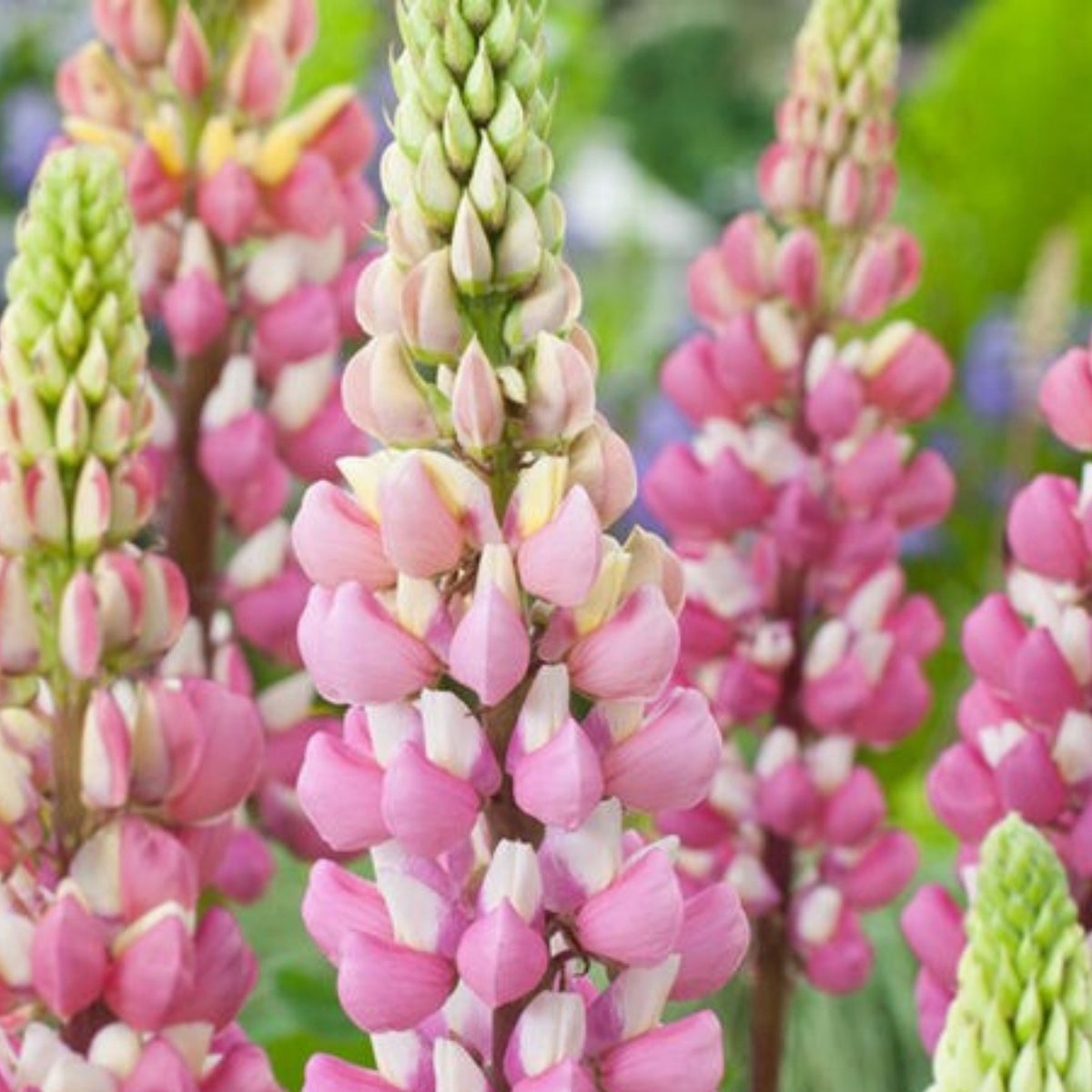 Lupinus ‘The Chatelaine’ (Lupine) Seeds