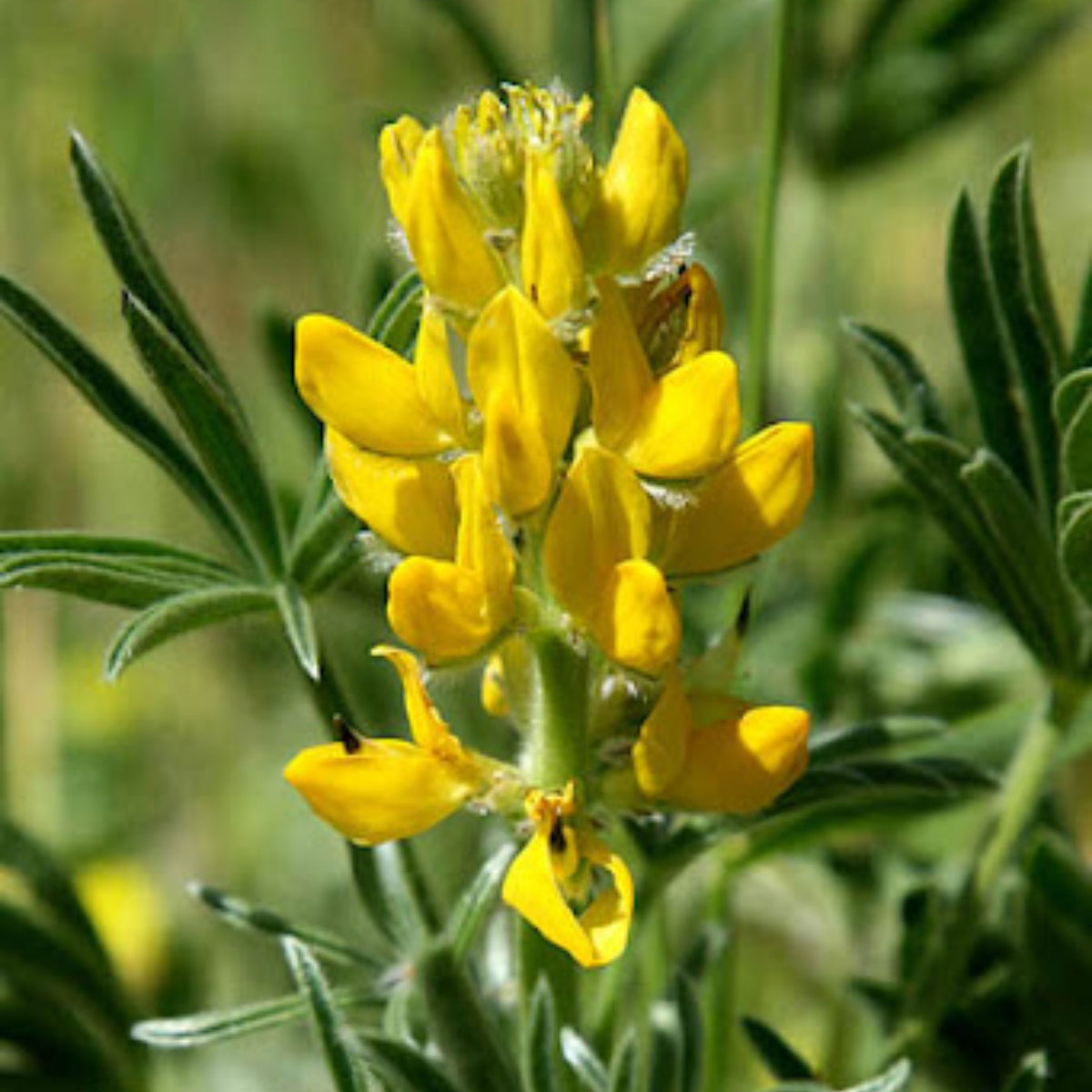 Lupinus Densiflorus (Yellow Or Golden Lupine) Seeds