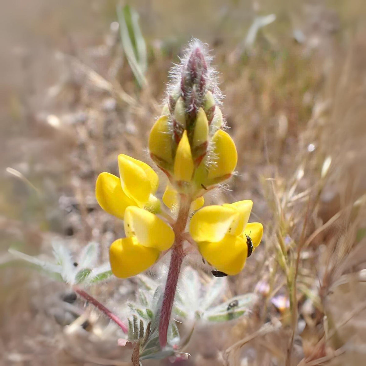 Lupinus Densiflorus (Yellow Golden Lupine) Seeds